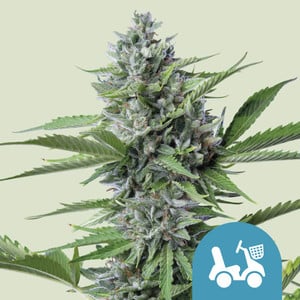 Fast Eddy CBD Autoflowering (Royal Queen Seeds)