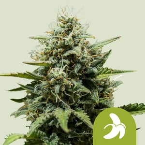 Fat Banana Auto, 3