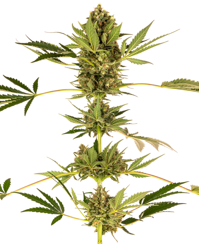 Himalayan CBD Feminisiert (Sensi Seeds)