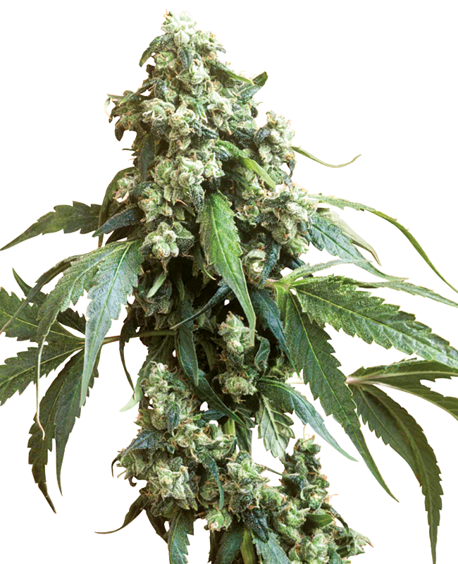 Jack Flash #5 Feminisiert (Sensi Seeds)