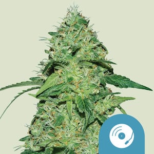 Joanne's CBD, 3