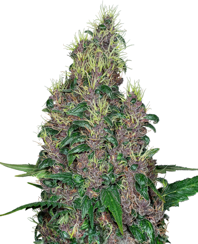 Mandarine Jam Feminisiert (Sensi Seeds)