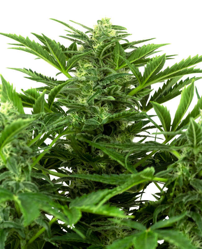 Mandarin Punch Automatic Hanfsamen
