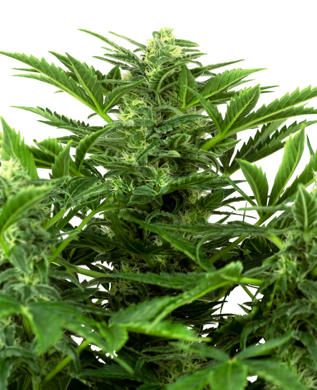 Mandarine Punch Auto (Sensi Seeds Research)