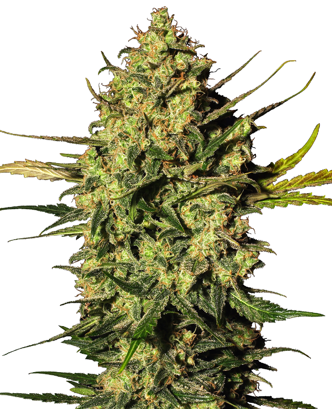 Master Kush Auto (Sensi Seeds White Label)