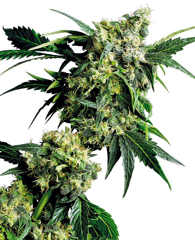 Mr. Nice G13 X Hashplant Regulär (Sensi Seeds)