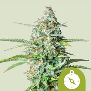 Northern Light Auto, 3