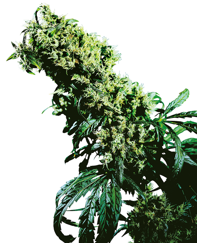 Northern Lights #5 X Haze Feminisiert (Sensi Seeds)