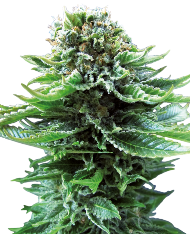 Northern Lights Auto (Sensi Seeds)