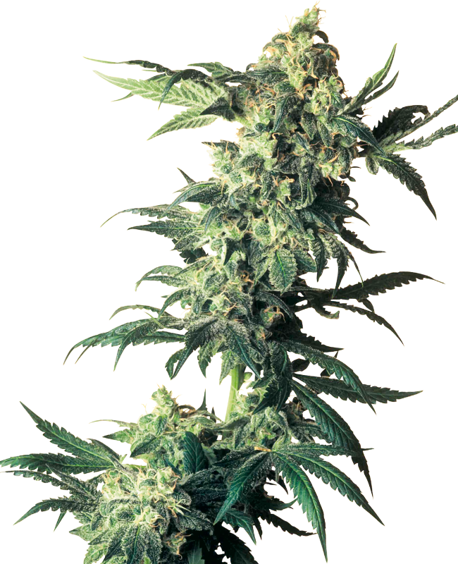 Northern Lights Feminisierte Hanfsamen