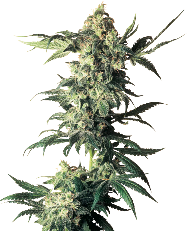 Northern Lights Regulär (Sensi Seeds)