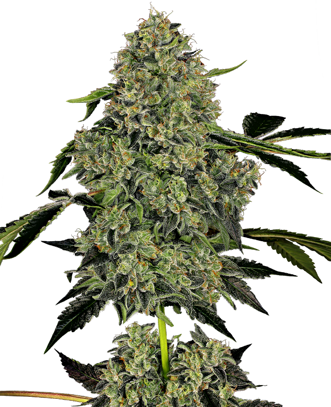 OG Kush Auto (Sensi Seeds White Label)