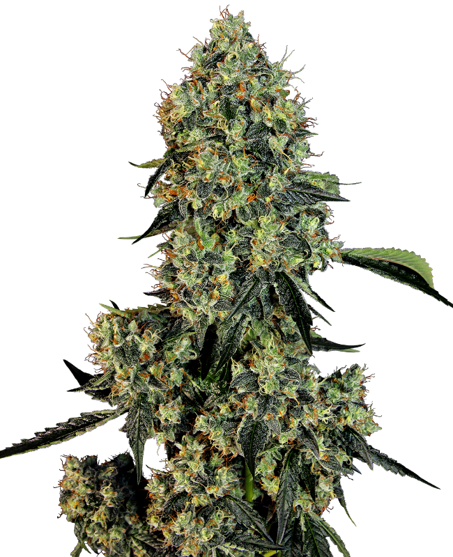 OG Kush Feminisiert (Sensi Seeds White Label)