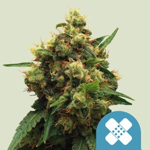 Painkiller XL Feminisiert (Royal Queen Seeds)