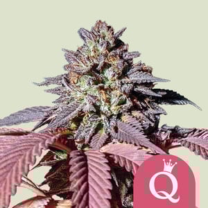 Purple Queen, 3