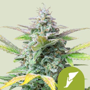 Quick One Autoflowering (Royal Queen Seeds)