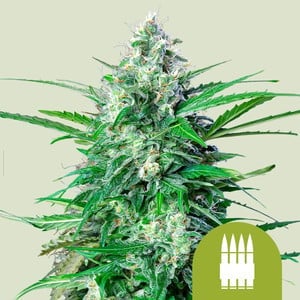 Royal Ak Auto (Royal Queen Seeds)
