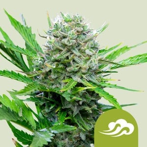 Royal Bluematic Auto (Royal Queen Seeds)