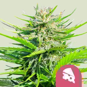 Royal Cheese Feminisiert (Royal Queen Seeds)
