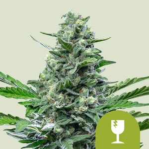 Auto Critical (Royal Queen Seeds)