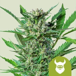 Royal Dwarf Auto (Royal Queen Seeds)