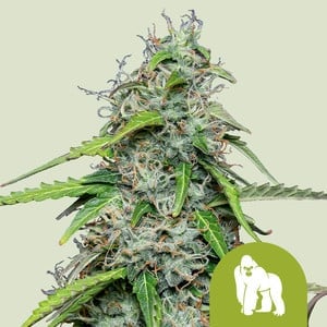 Royal Gorilla Auto (Royal Queen Seeds)