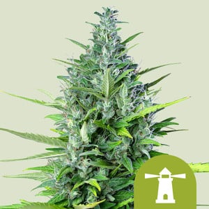 Royal Haze Auto (Royal Queen Seeds)