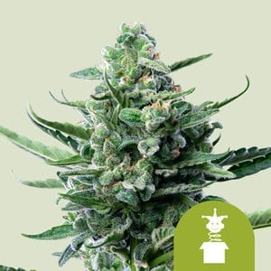 Royal Jack Auto (Royal Queen Seeds)