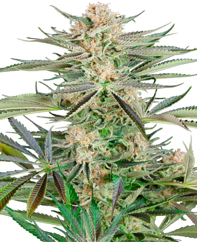 Screwdriver OG Feminisierte Hanfsamen