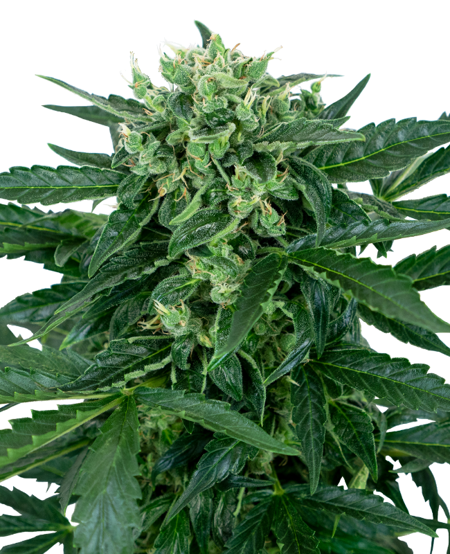 Sensi Amnesia Auto (Sensi Seeds Research)