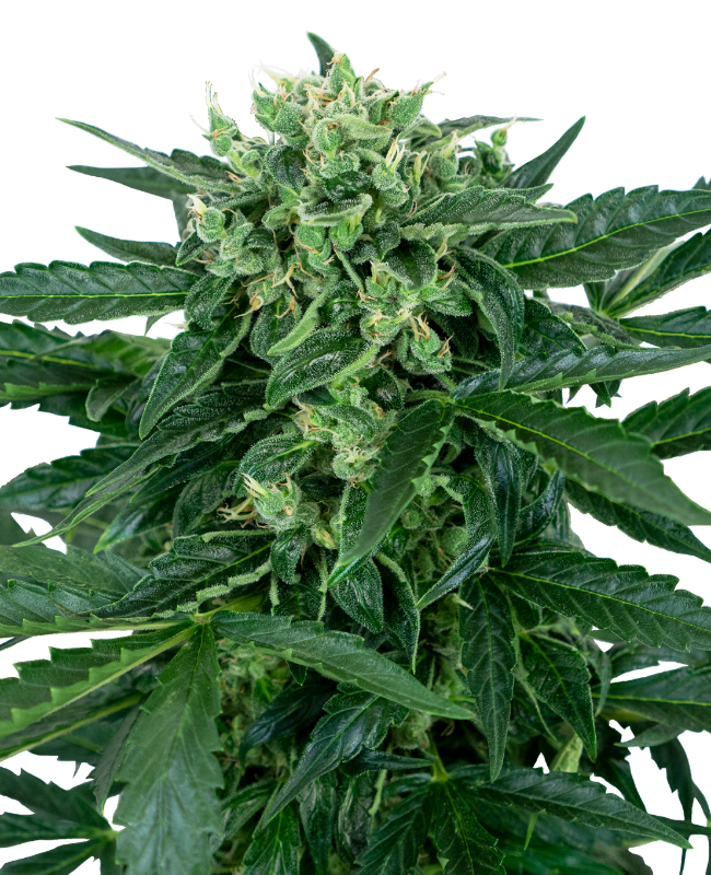 Sensi Amnesia Automatic Hanfsamen