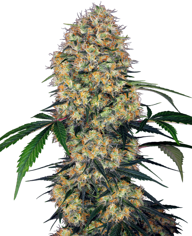 Sensi Amnesia XXL Automatic Hanfsamen