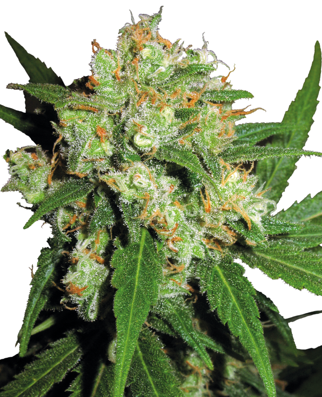 Sensi Skunk Feminisiert (Sensi Seeds)