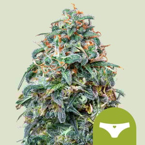Sherbet Queen Auto, 3