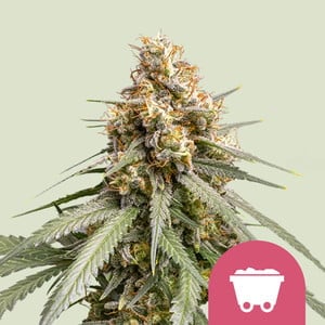 Shining Silver Haze Feminisiert (Royal Queen Seeds)