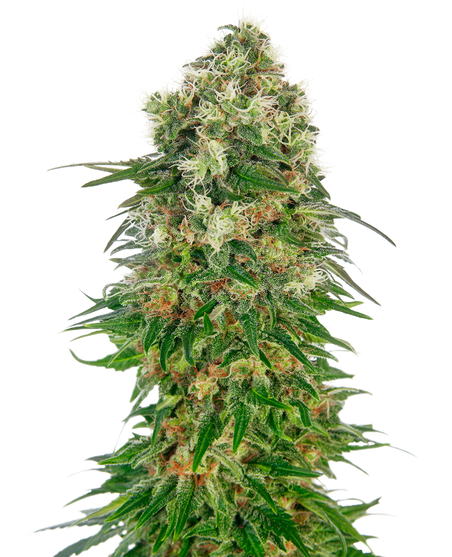 Shiva Skunk Auto (Sensi Seeds)