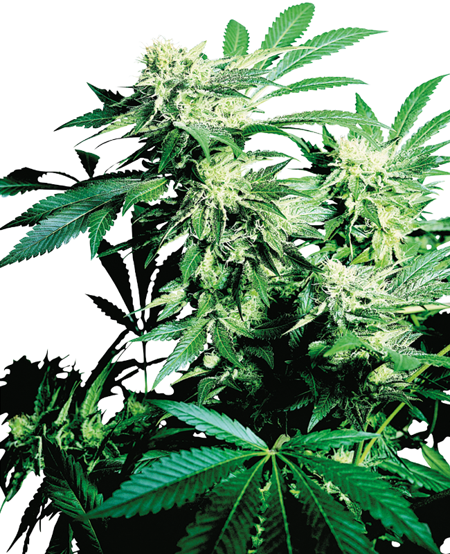 Skunk Kush Feminisierte Hanfsamen