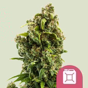Sour Diesel Feminisiert (Royal Queen Seeds)