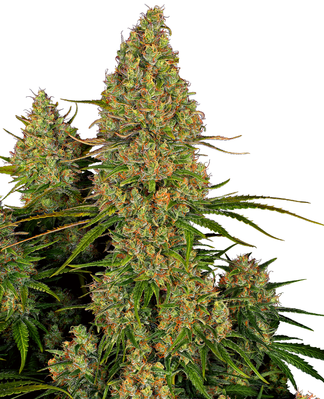 Sticky Orange XXL Automatic Hanfsamen