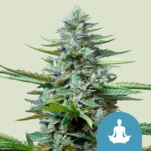 Stress Killer CBD Autoflowering (Royal Queen Seeds)