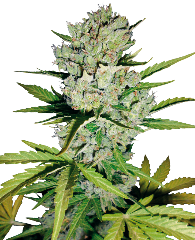 Super Skunk Auto (Sensi Seeds White Label)