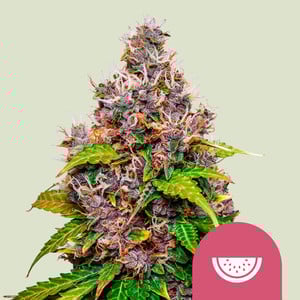 Watermelon Feminisiert (Royal Queen Seeds)