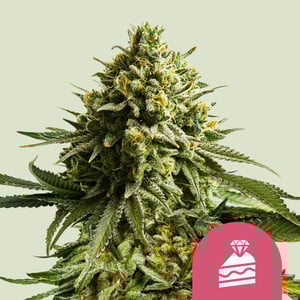 Wedding Cake, 3