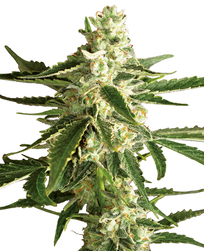 White Diesel Haze Auto Hanfsamen White Label