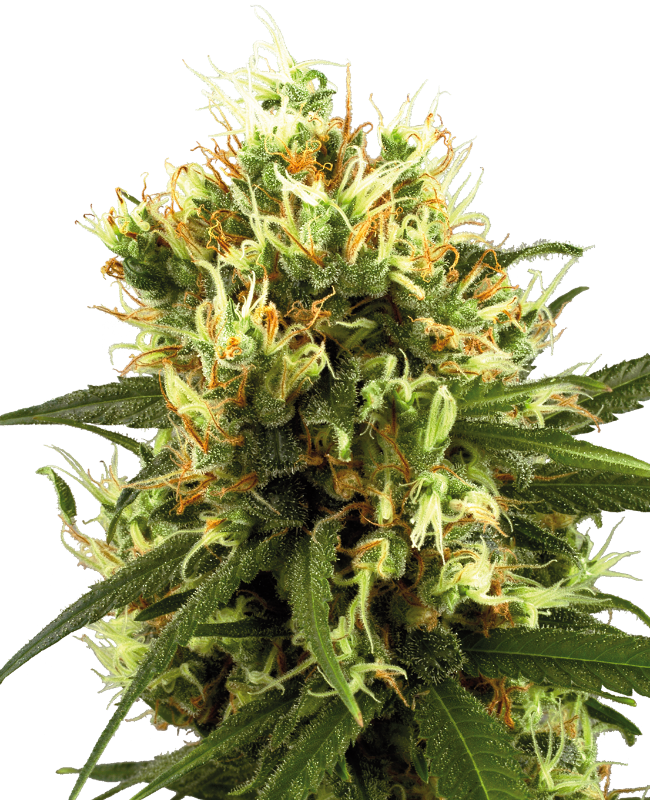 White Haze Automatic Hanfsamen White Label
