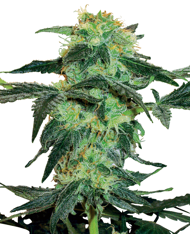 White Ice Feminisiert (Sensi Seeds White Label)