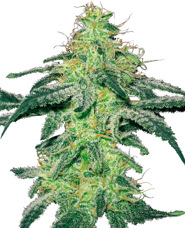 White Skunk Feminisierte Samen White Label