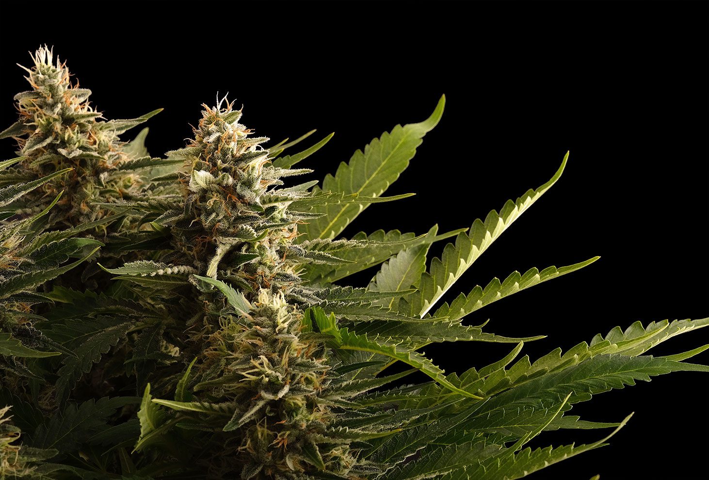 Colombian Jack (Kannabia)