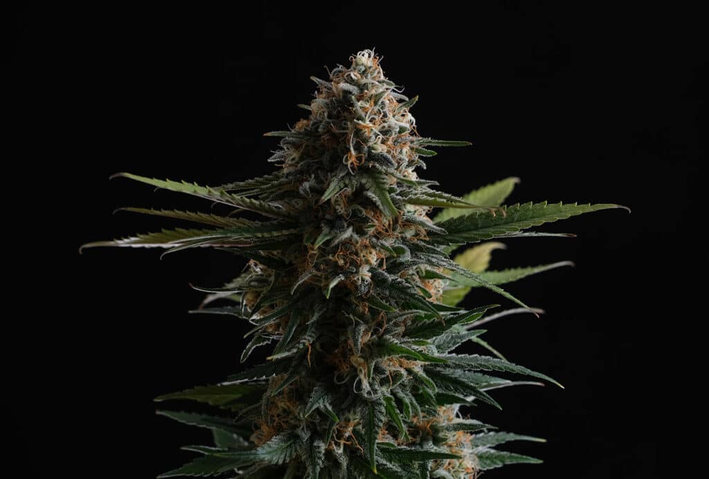 New 2024 Candy Cream Go Fast (Kannabia)