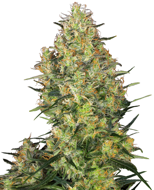 Shiva Skunk Feminisiert (Sensi Seeds)